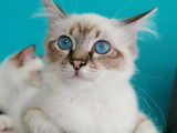 Chaton Sacré de Birmanie LOOF à vendre, mâle seal tabby point, né en février 2025