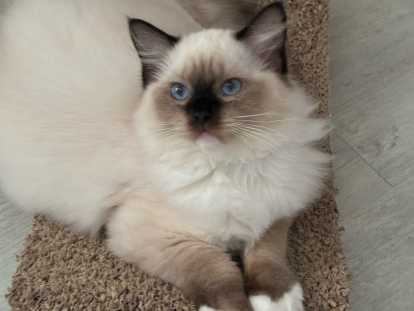 Chatons Ragdoll LOOF à vendre