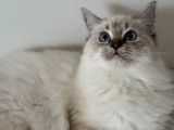 Chatons Ragdoll LOOF à vendre