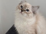 Chatons Ragdoll LOOF à vendre