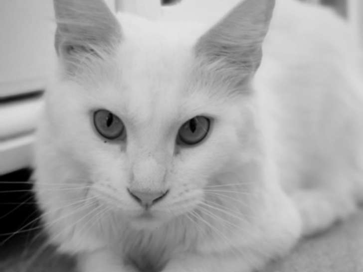 Cherche mâle Maine Coon LOOF pour saillie