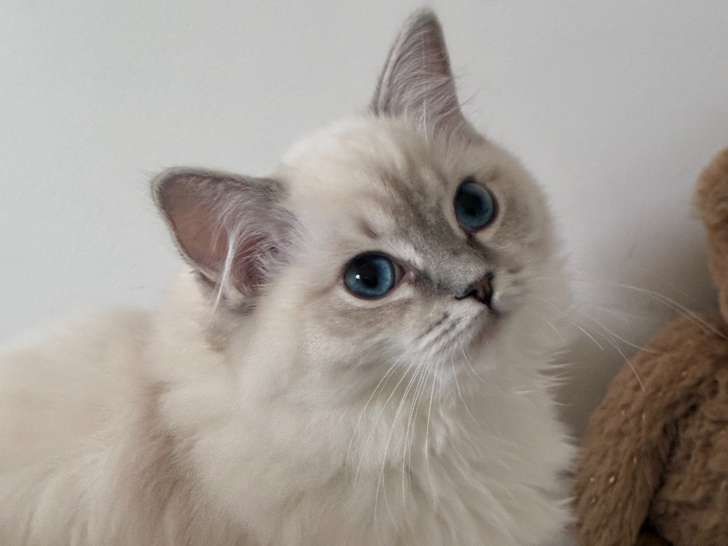 AMBRE