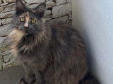 Chatonne Maine Coon de  8 mois à vendre