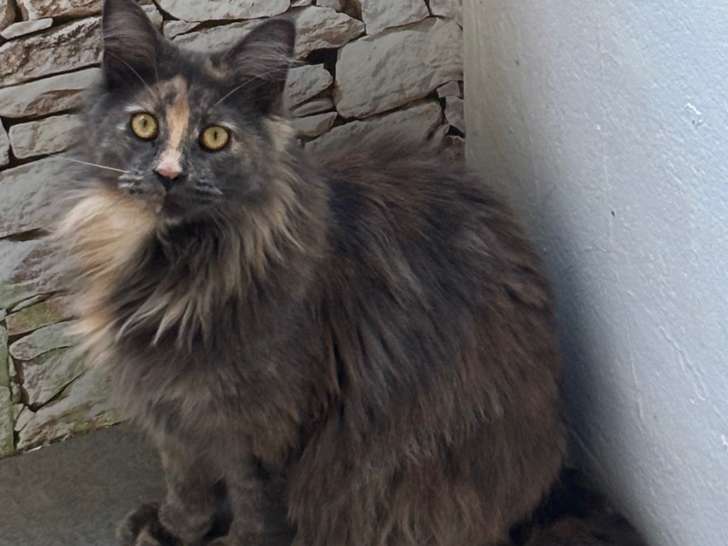 Chatonne Maine Coon de  8 mois à vendre