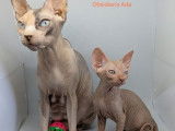 3 chatons femelles Sphynx LOOF à vendre, nées en juin 2025