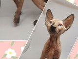 3 chatons femelles Sphynx LOOF à vendre, nées en juin 2025