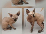 3 chatons femelles Sphynx LOOF à vendre, nées en juin 2025