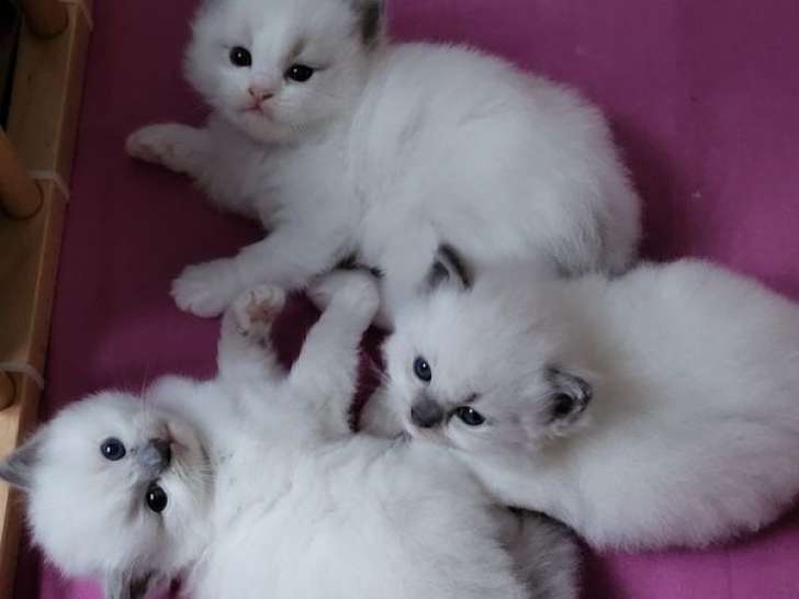 À réserver, 3 chatons femelles Ragdolls LOOF nés en août 2025