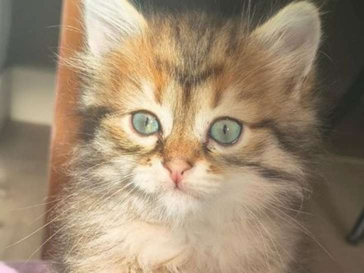À réserver, 2 chatons Sibériens LOOF mâles sunshine de juillet 2025
