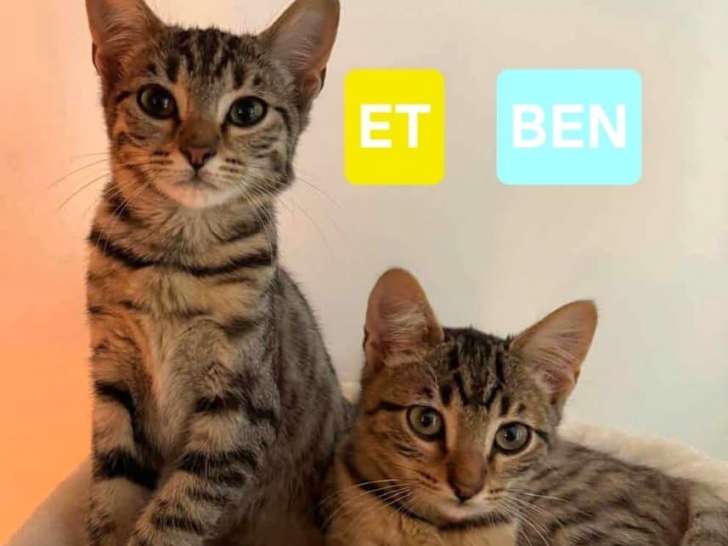 Ben et Muak, 3 mois, un duo de frères à adopter ensemble