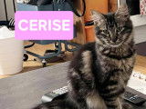 Cerise, chatonne de 4 mois à adopter avec traitement