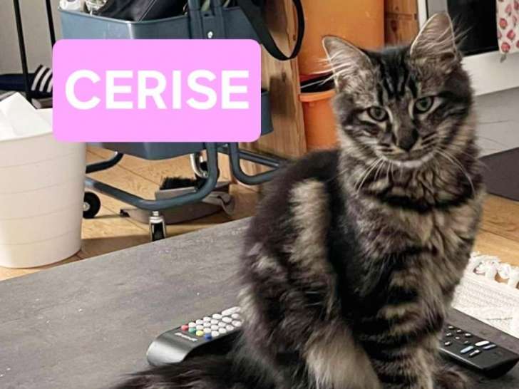 Cerise, chatonne de 4 mois à adopter avec traitement