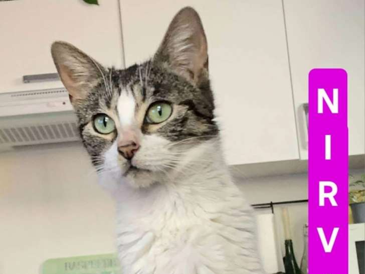 Nirvana, jeune chatte de 1 an et demi à adopter