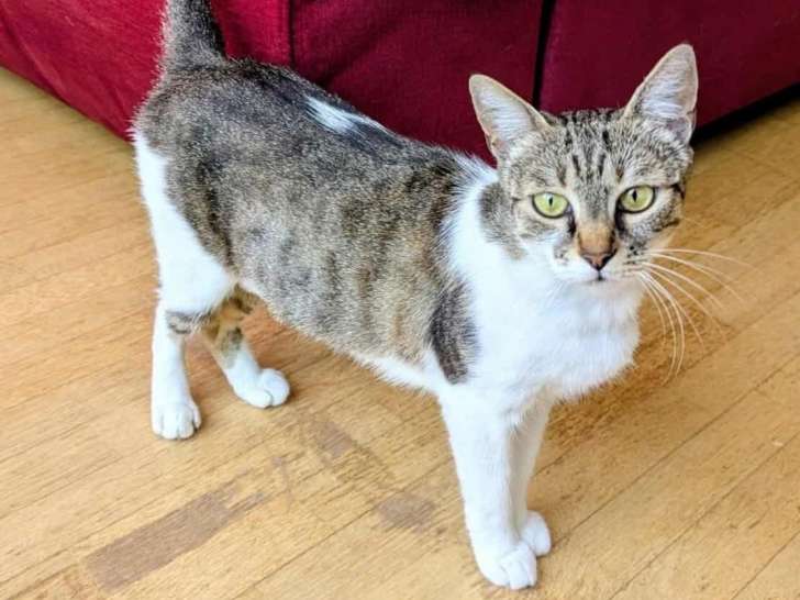 Wegera, chatte de 2 ans FIV + à adopter