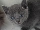 3 chatons Bleu Russe à réserver