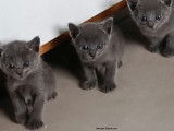 3 chatons Bleu Russe à réserver
