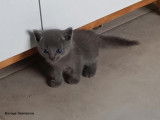 3 chatons Bleu Russe à réserver