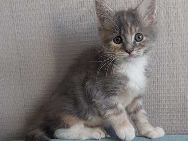 Chatonne Maine Coon LOOF à vendre