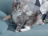 Chatonne Maine Coon LOOF à vendre
