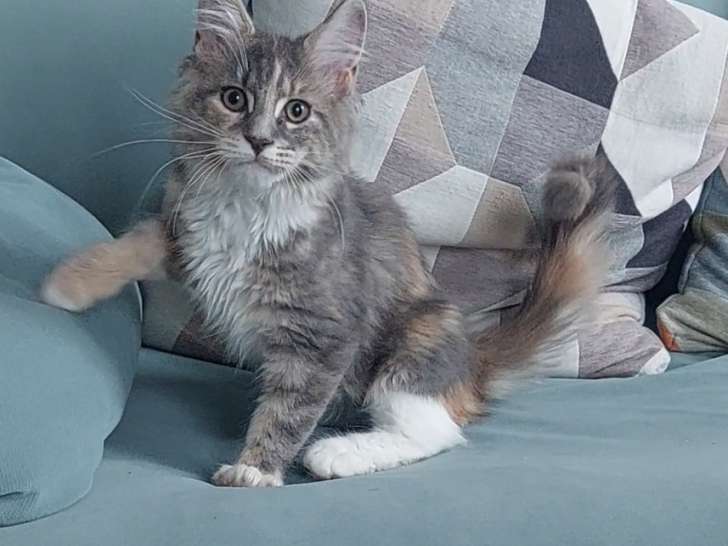 Chatonne Maine Coon LOOF à vendre