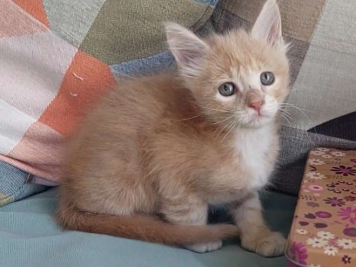 Chaton mâle Maine Coon LOOF à vendre