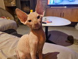 Chaton Sphynx à vendre