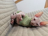 Chaton Sphynx à vendre