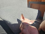 Chaton Sphynx à vendre
