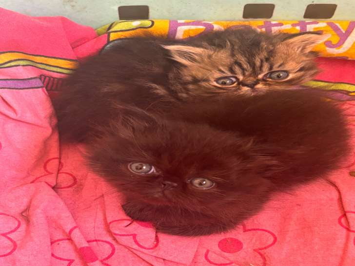Chatons Persan LOOF à vendre
