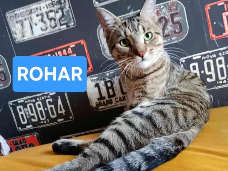 Roha, jeune chat tigré à adopter