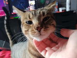 Roha, jeune chat tigré à adopter