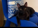Femelle Bengal mélanistique disponible pour saillie