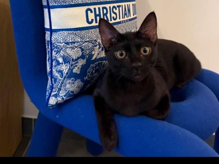 Femelle Bengal mélanistique disponible pour saillie