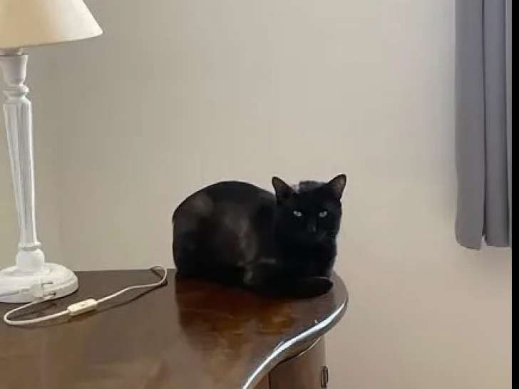 En attente d'adoption : chat American Wirehair noir