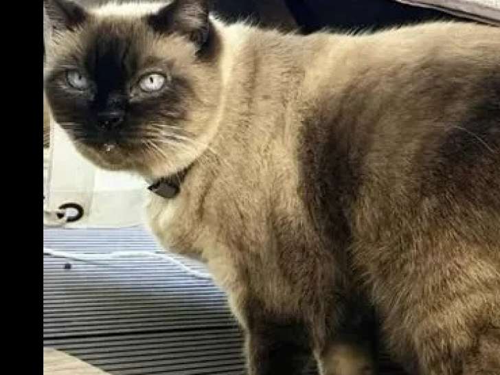 Prête pour l'adoption : chatte American Wirehair noir et beige