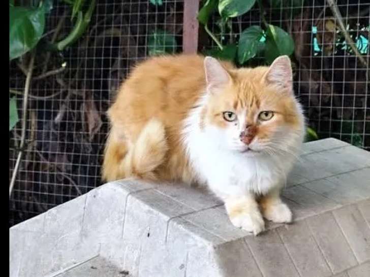 En attente d’une famille : chaton mâle Angora de 5 mois
