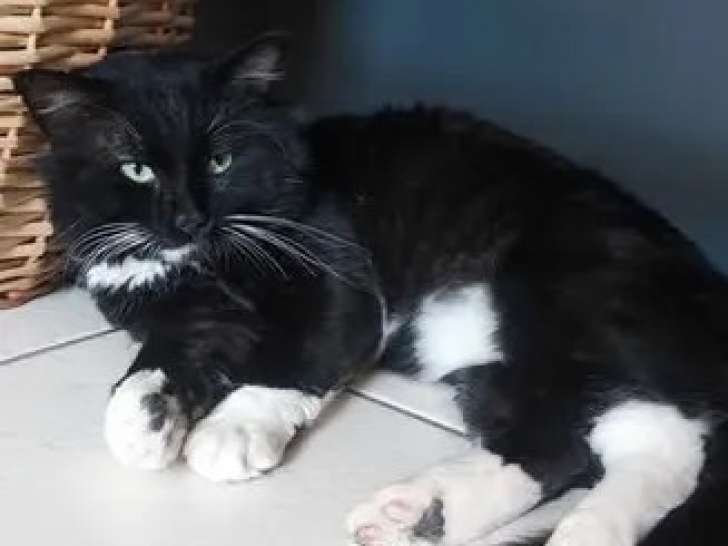 En quête d'un foyer : chat Angora de 2 ans