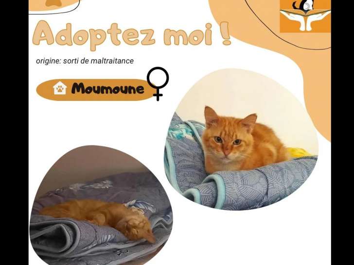 Adoption disponible : chaton mâle American Wirehair roux