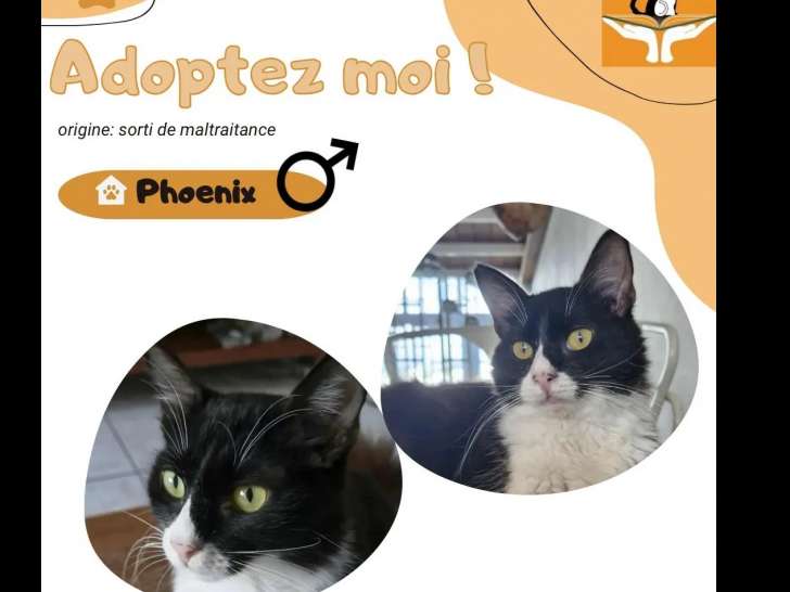 À la recherche d'une famille : chat American Wirehair âgé d'un an