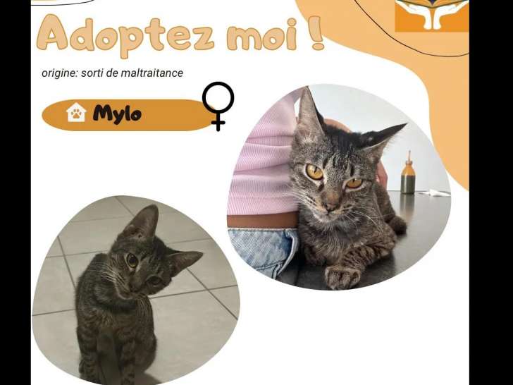 Chatte American Wirehair tigrée à adopter