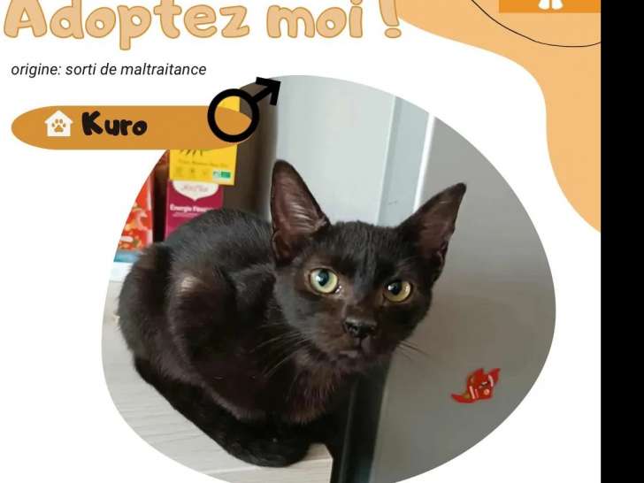 Chat American Wirehair noir disponible à l'adoption