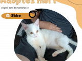 Chat American Wirehair blanc en attente d'adoption