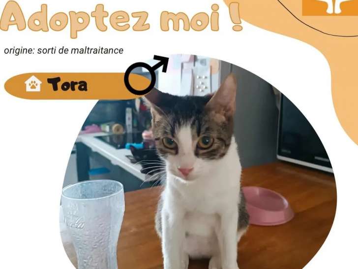 Chat American Wirehair tigré prêt pour l'adoption