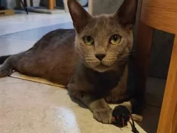 Chat American Wirehair d'un an en attente d’un foyer