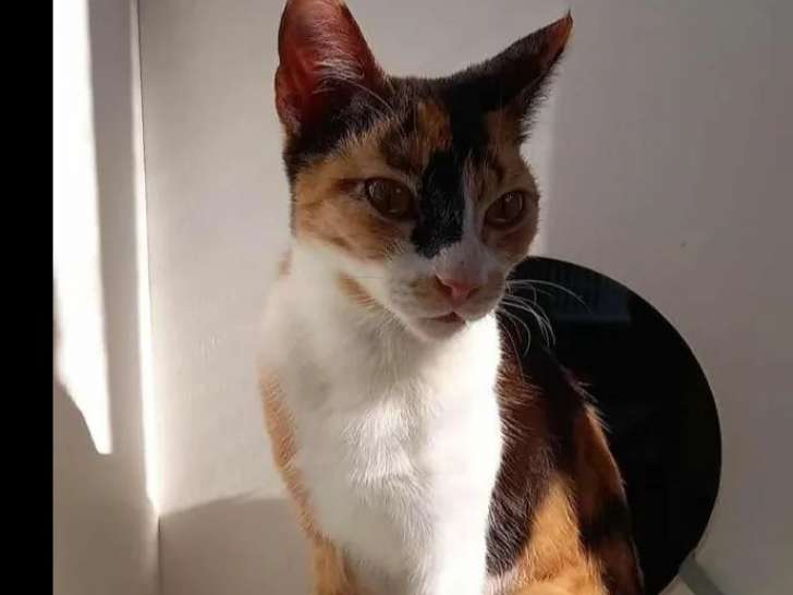 Chatte American Wirehair d'un an en quête d'une famille