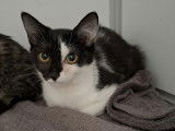 Adoption disponible : chatonne de 3 mois