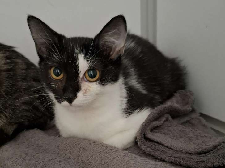 Adoption disponible : chatonne de 3 mois