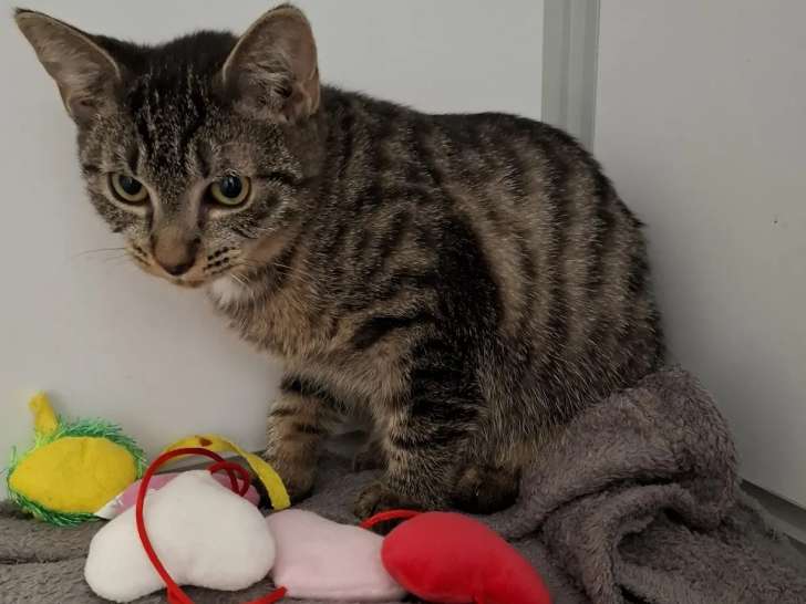Chatonne de 3 mois à la recherche d’un foyer