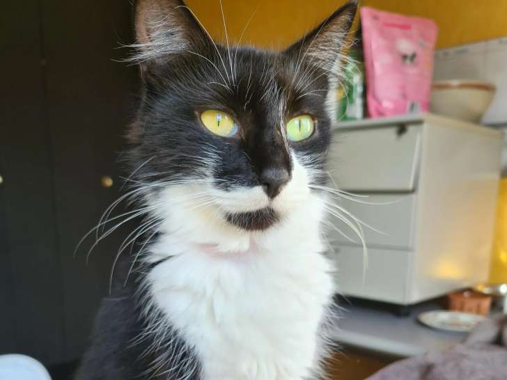 À adopter, chatte noire et blanche