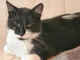 À adopter, chatte noire et blanche
